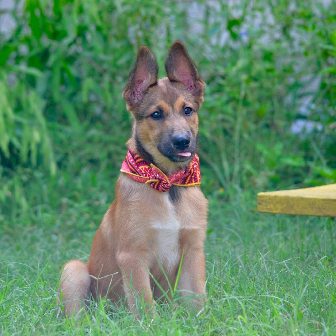 Enlarge Finch, a ADOPTABLE mixed breed in Lockhart, TX image 2/6