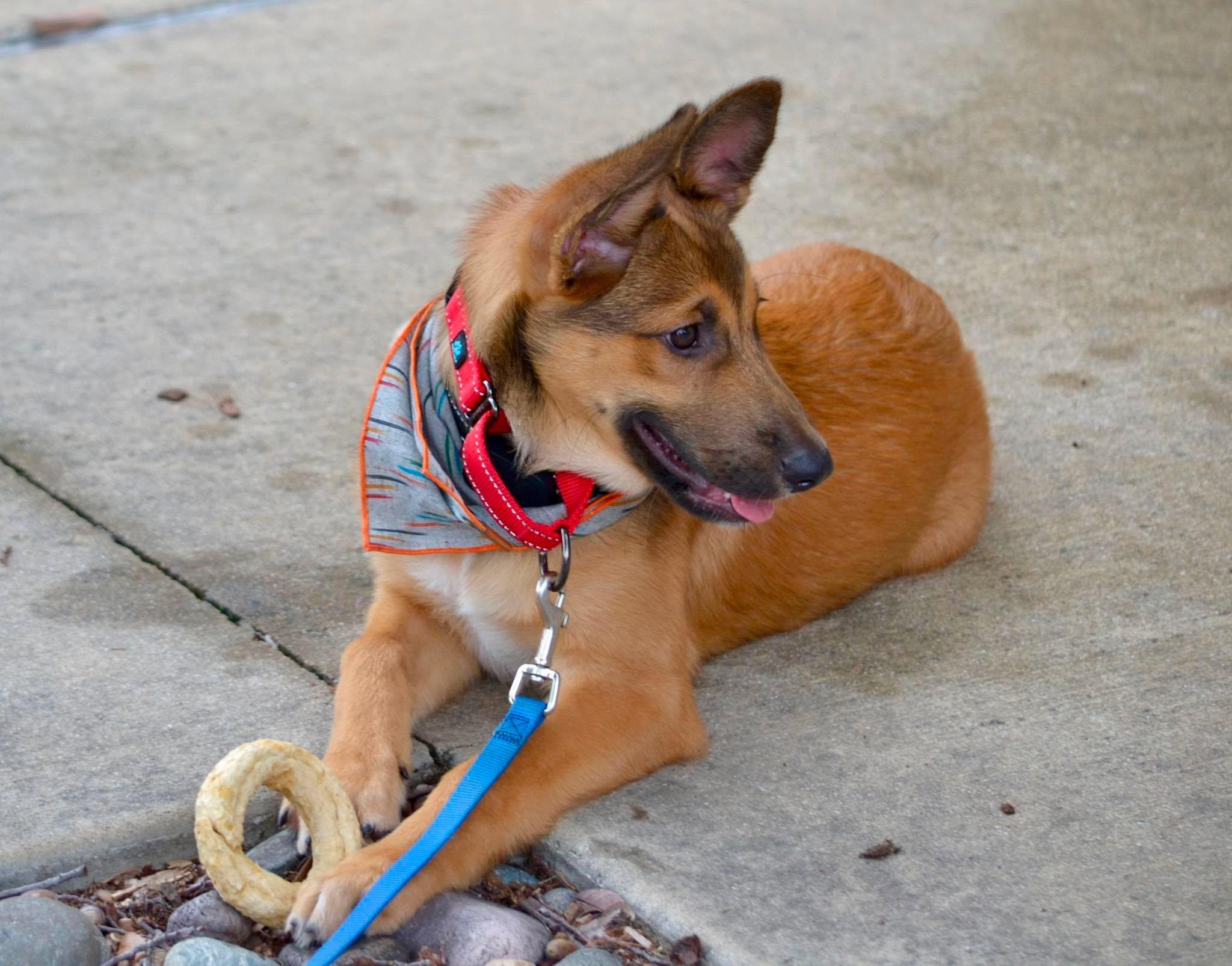 Enlarge Finch, a ADOPTABLE mixed breed in Lockhart, TX image 6/6