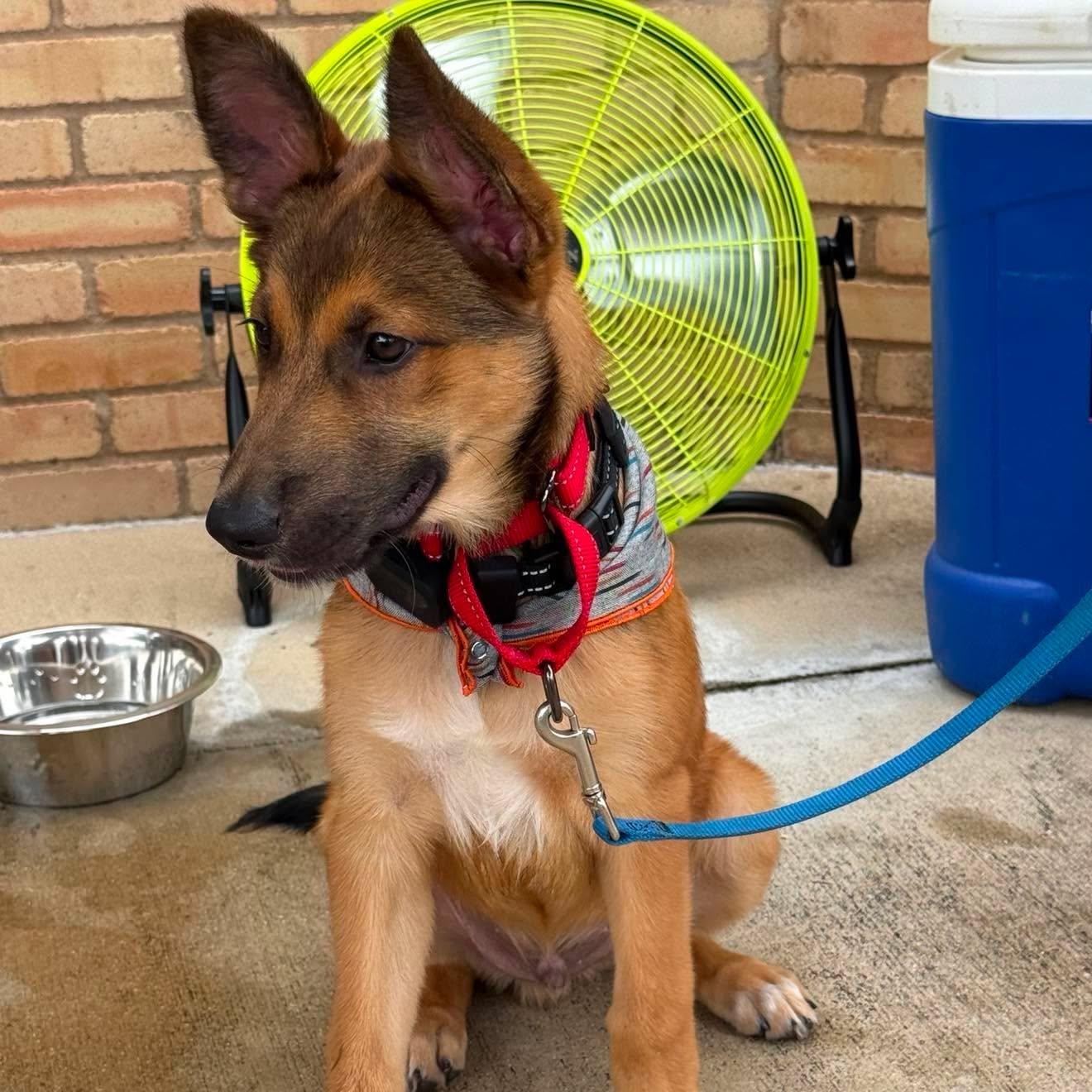 Enlarge Finch, a ADOPTABLE mixed breed in Lockhart, TX image 1/6
