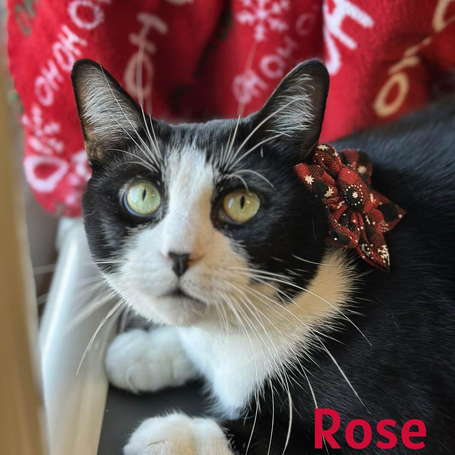 Enlarge Rose, a Adoptable Domestic Short Hair in Bridgewater, NJ image 2/2