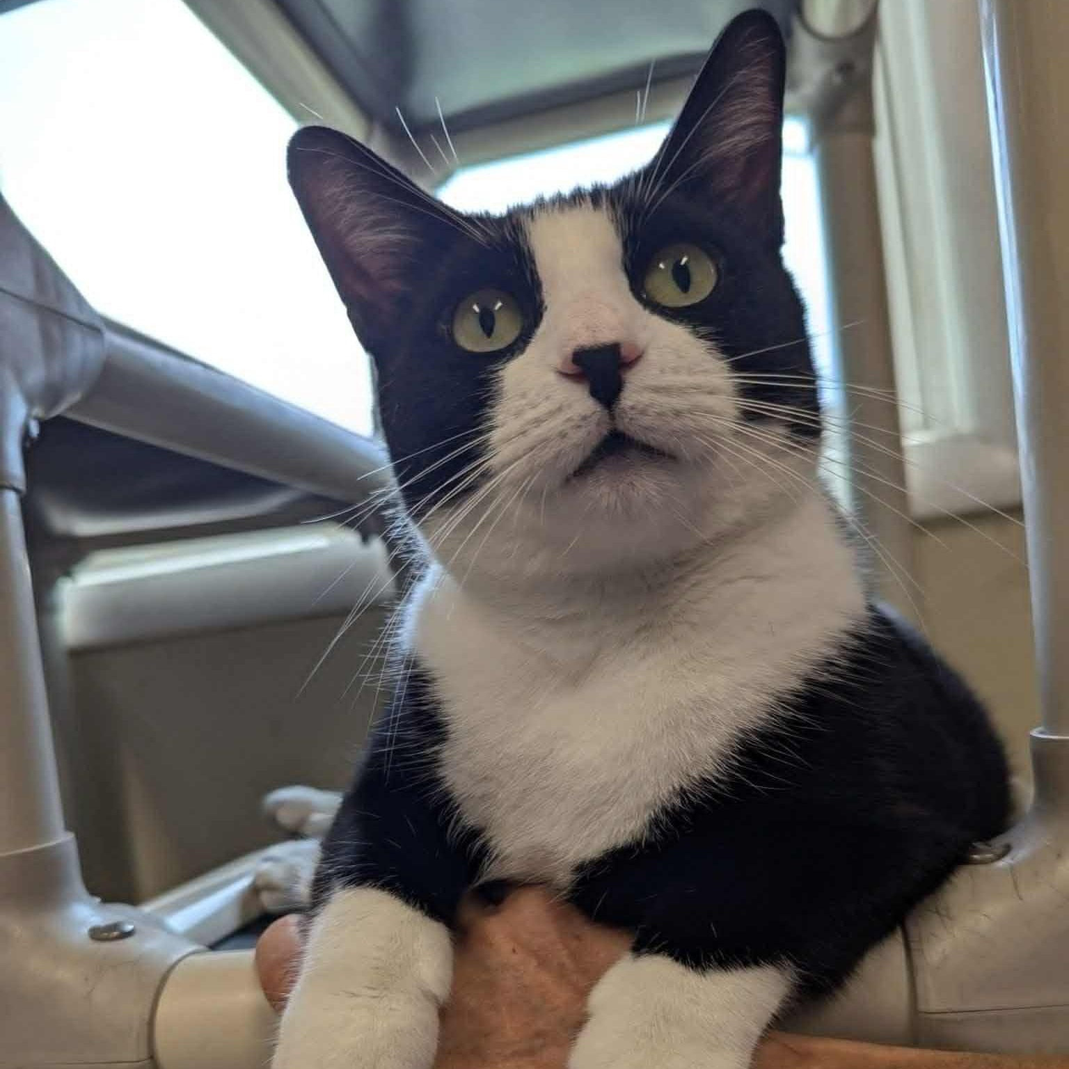 Rose, Adoptable, Adult Female Domestic Short Hair.