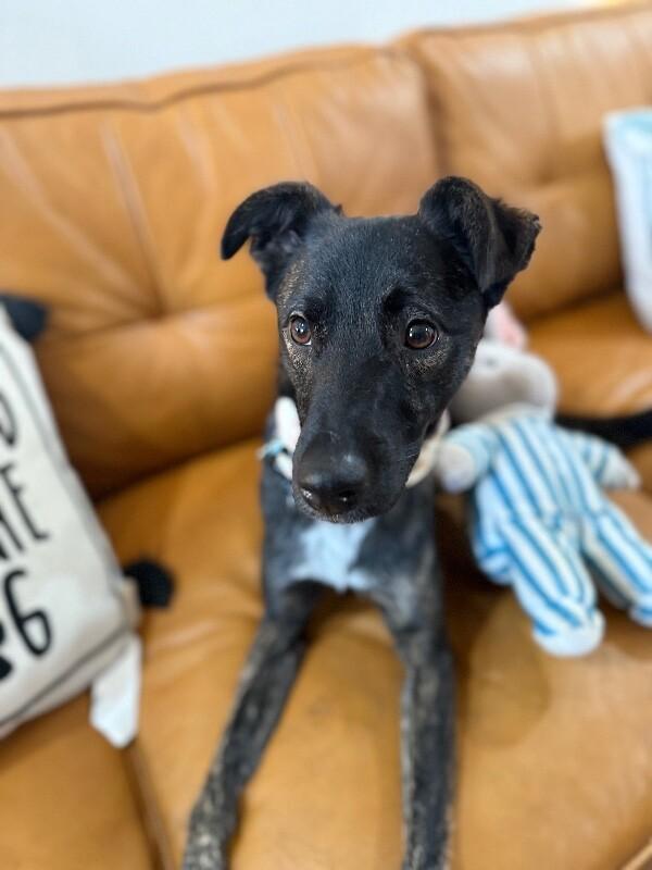 Jersey Girl Your Ultimate Cheerleader