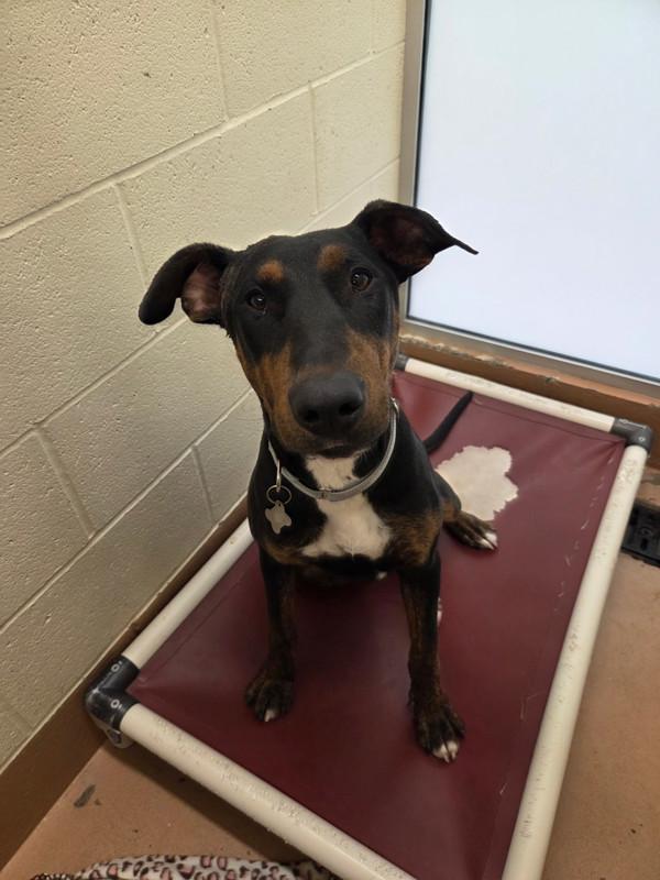 Bruno, Adoptable, Adult Male Doberman Pinscher & Shepherd.