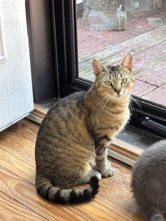 Maeve, Adoptable, Young Female Domestic Short Hair.