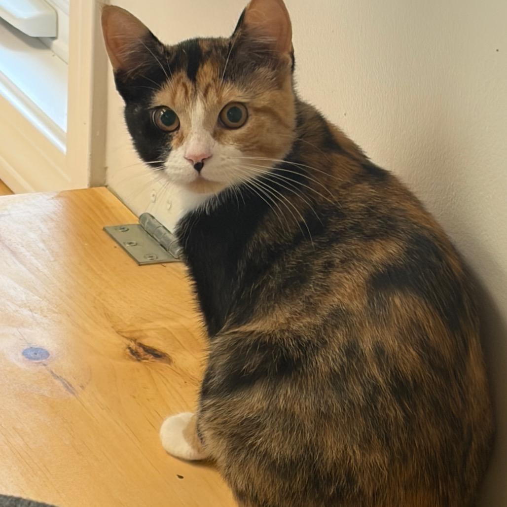 Crazy Ears, Adoptable, Kitten Female Domestic Short Hair.