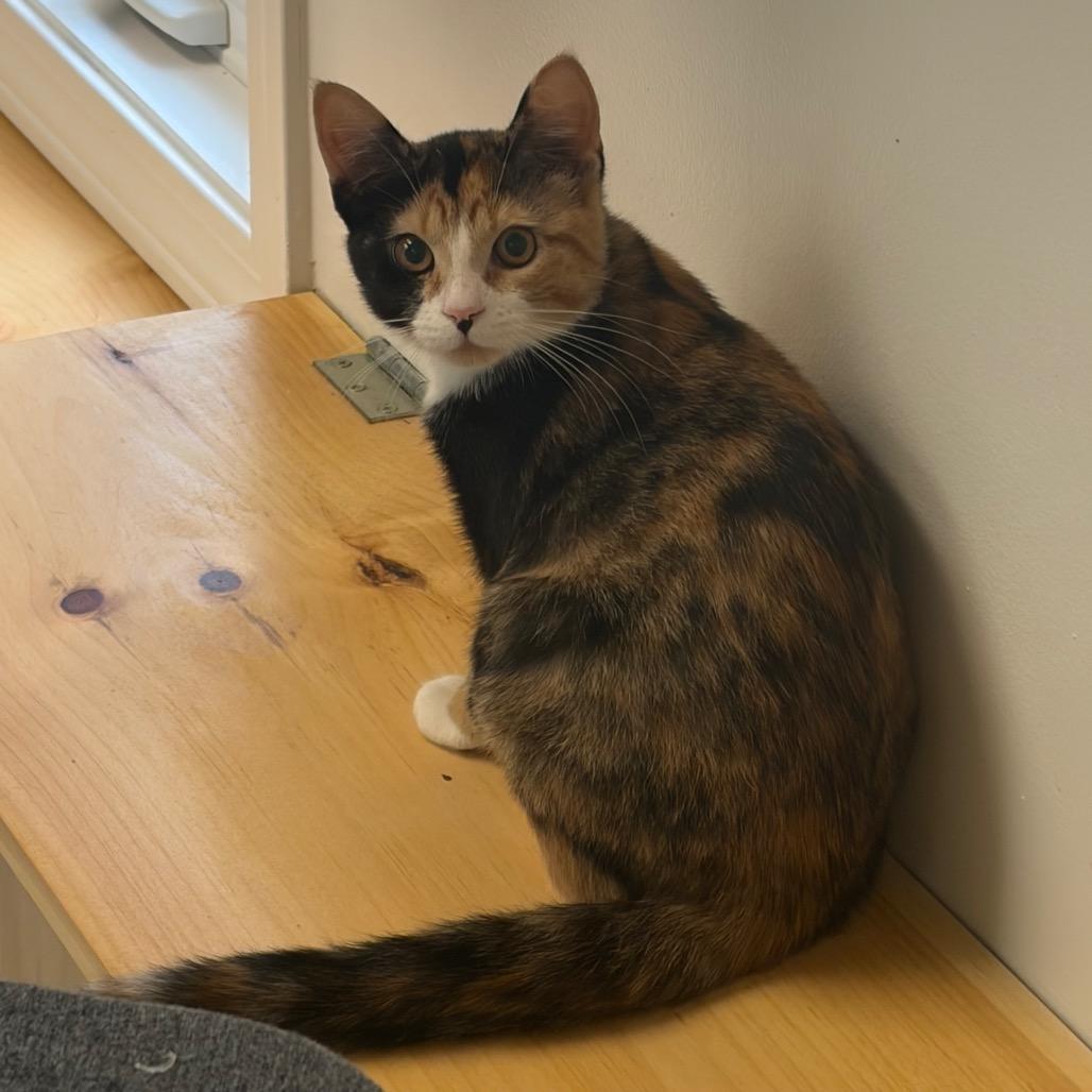 Enlarge Crazy Ears, a Adoptable Domestic Short Hair in Morrisville, VT image 2/3