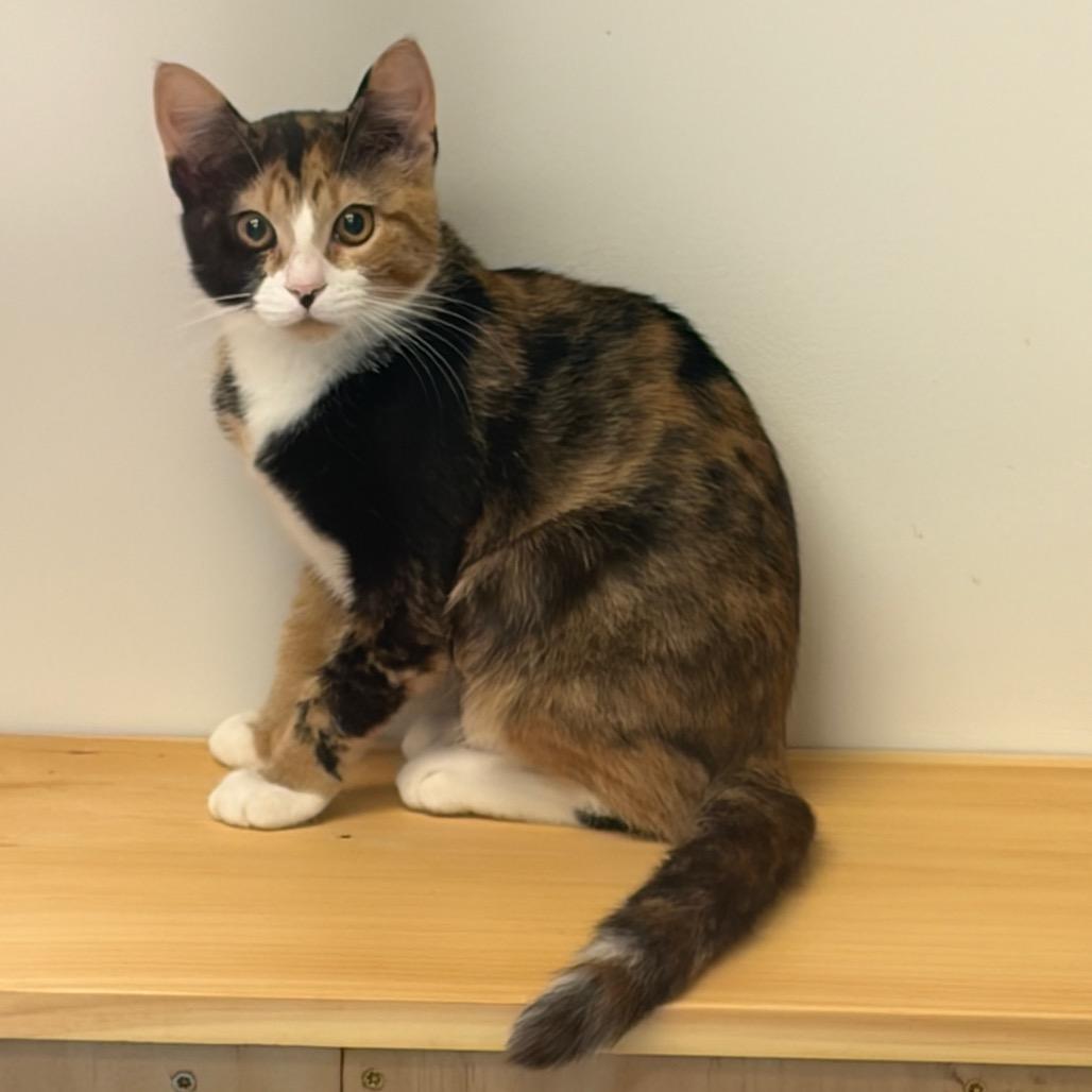 Enlarge Crazy Ears, a Adoptable Domestic Short Hair in Morrisville, VT image 3/3