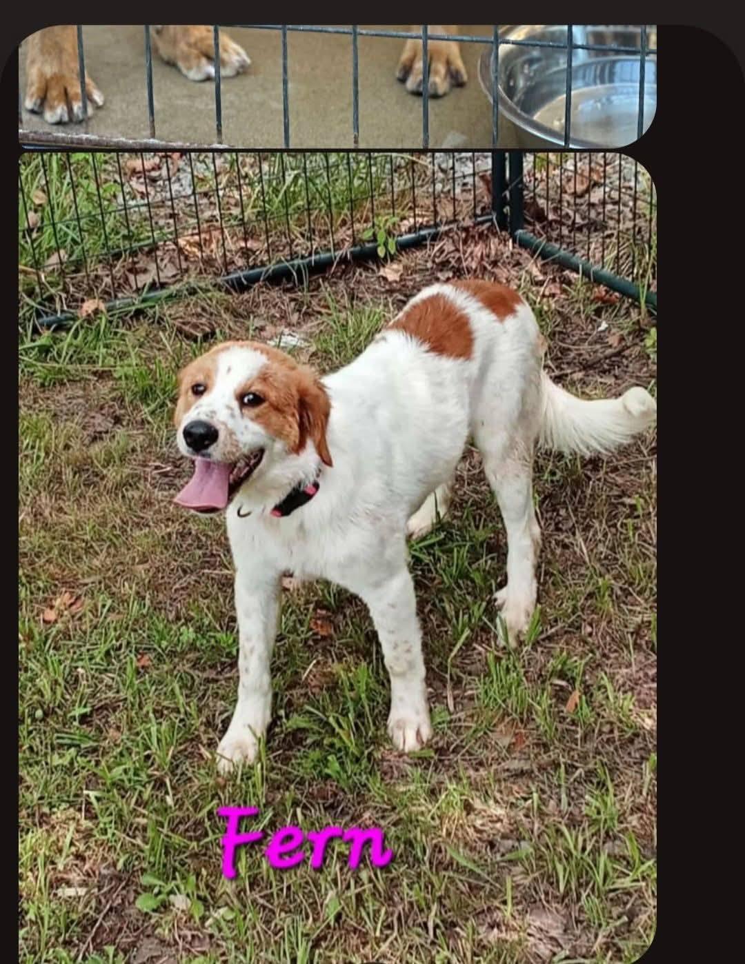 Fern - available 9/5/25