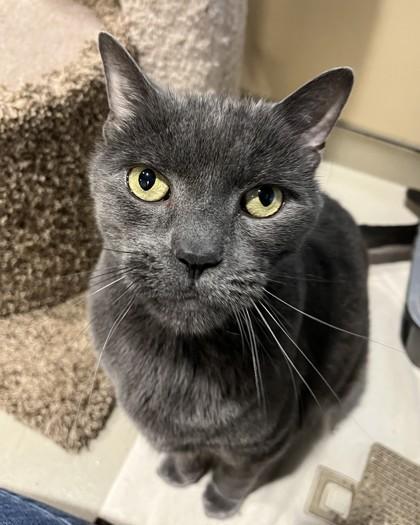 Enlarge Otto, a Adoptable mixed breed in Quakertown, PA image 1/3