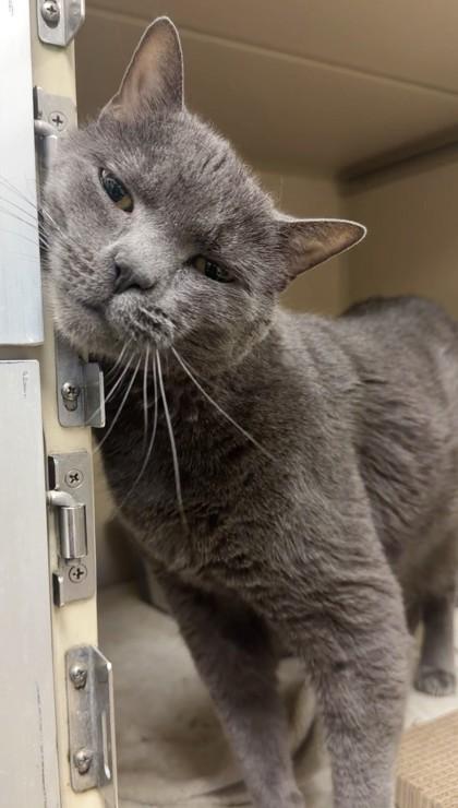 Enlarge Otto, a Adoptable mixed breed in Quakertown, PA image 1/3