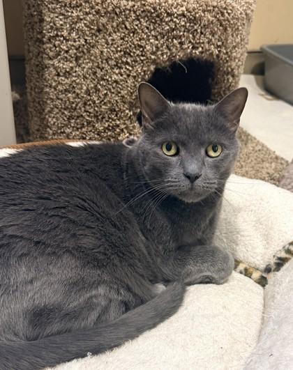 Enlarge Otto, a Adoptable mixed breed in Quakertown, PA image 2/3