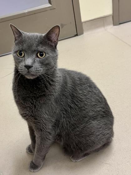 Enlarge Otto, a Adoptable mixed breed in Quakertown, PA image 2/3