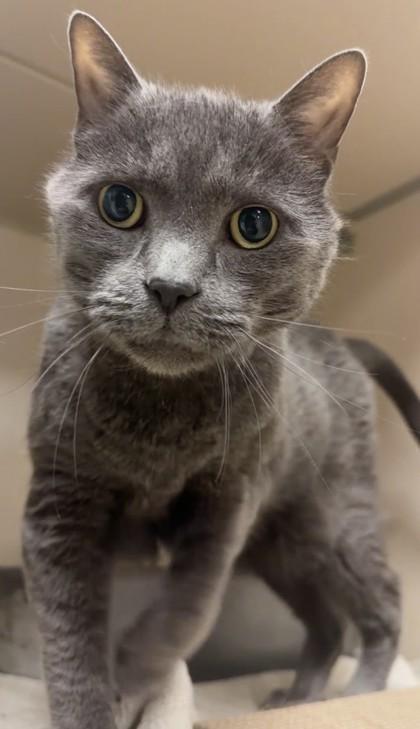 Enlarge Otto, a Adoptable mixed breed in Quakertown, PA image 3/3