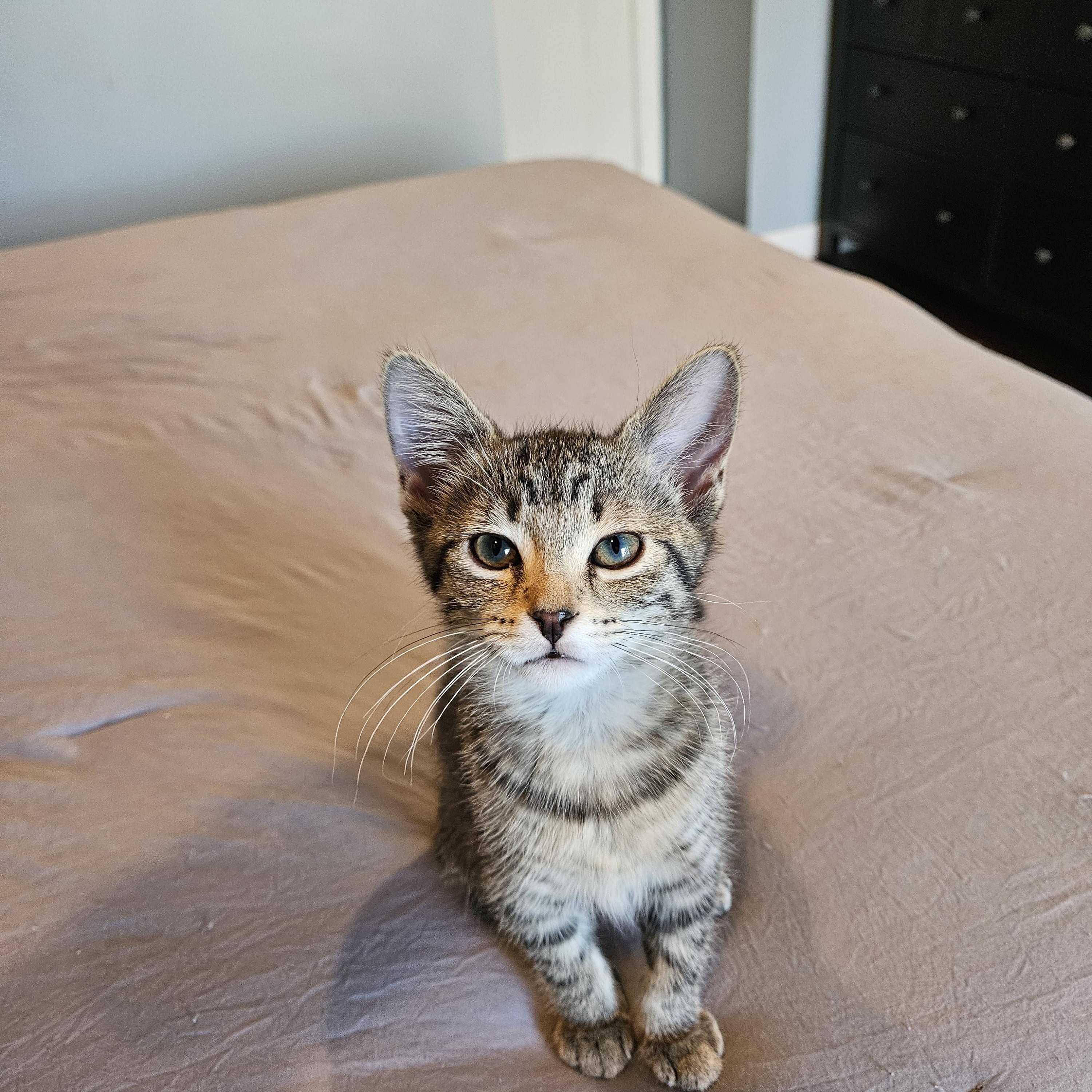 Jinu, Adoptable, Kitten Female Domestic Short Hair.