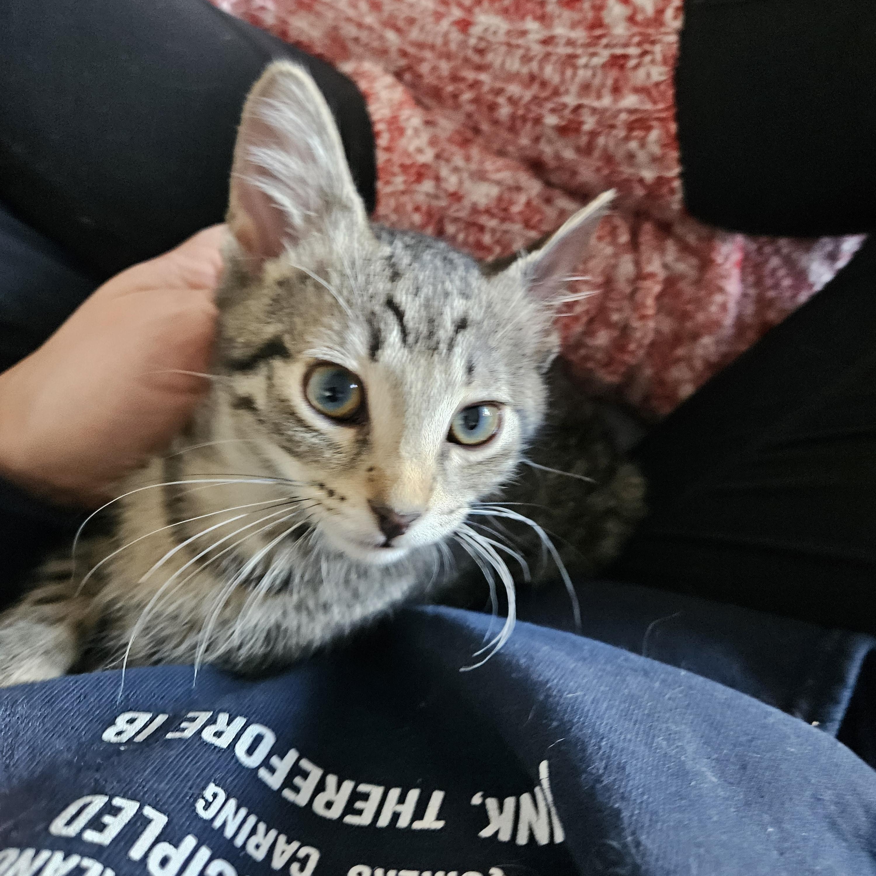 Jinu, a Adoptable mixed breed in Chicago, IL image 5/5