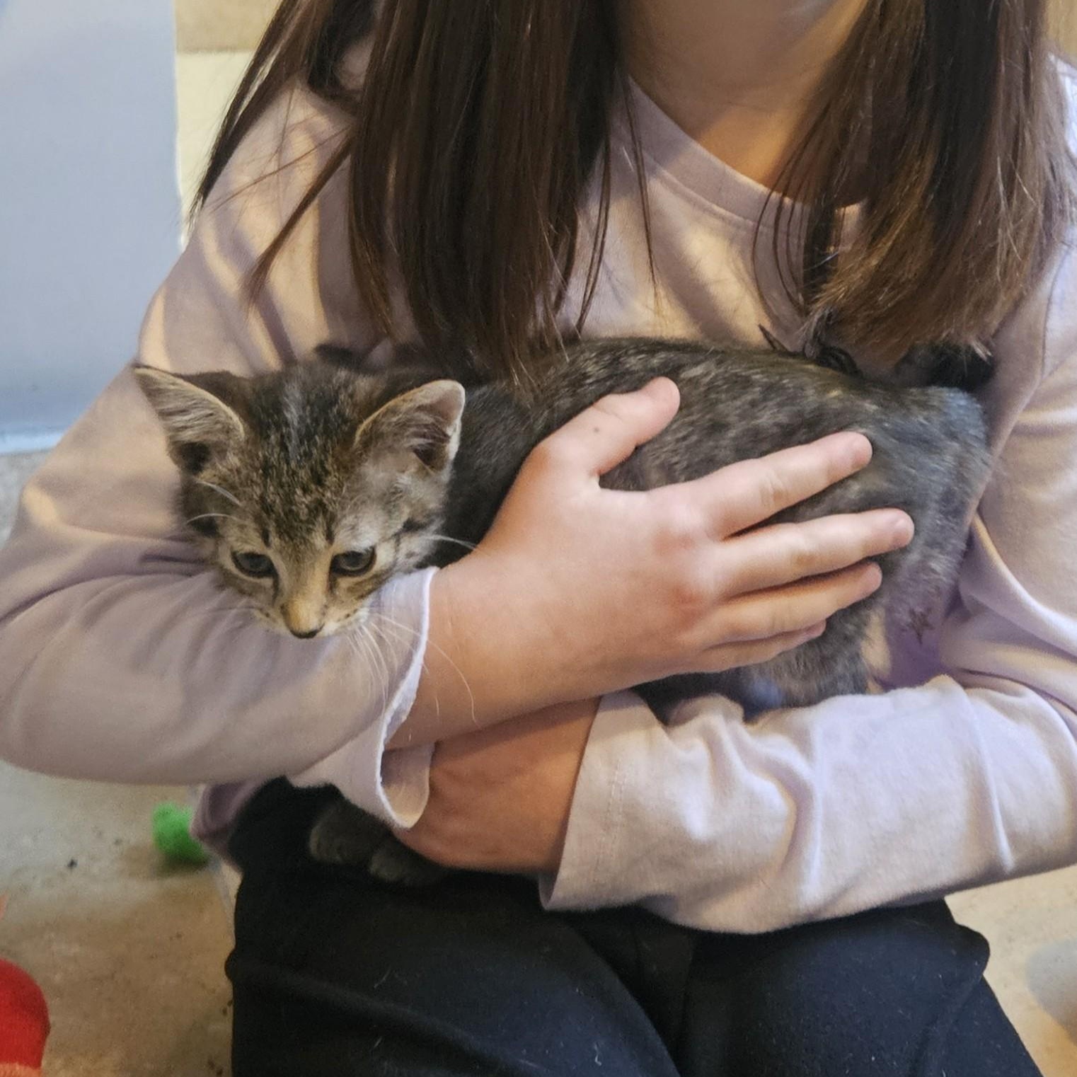 Jinu, a Adoptable mixed breed in Chicago, IL image 4/5