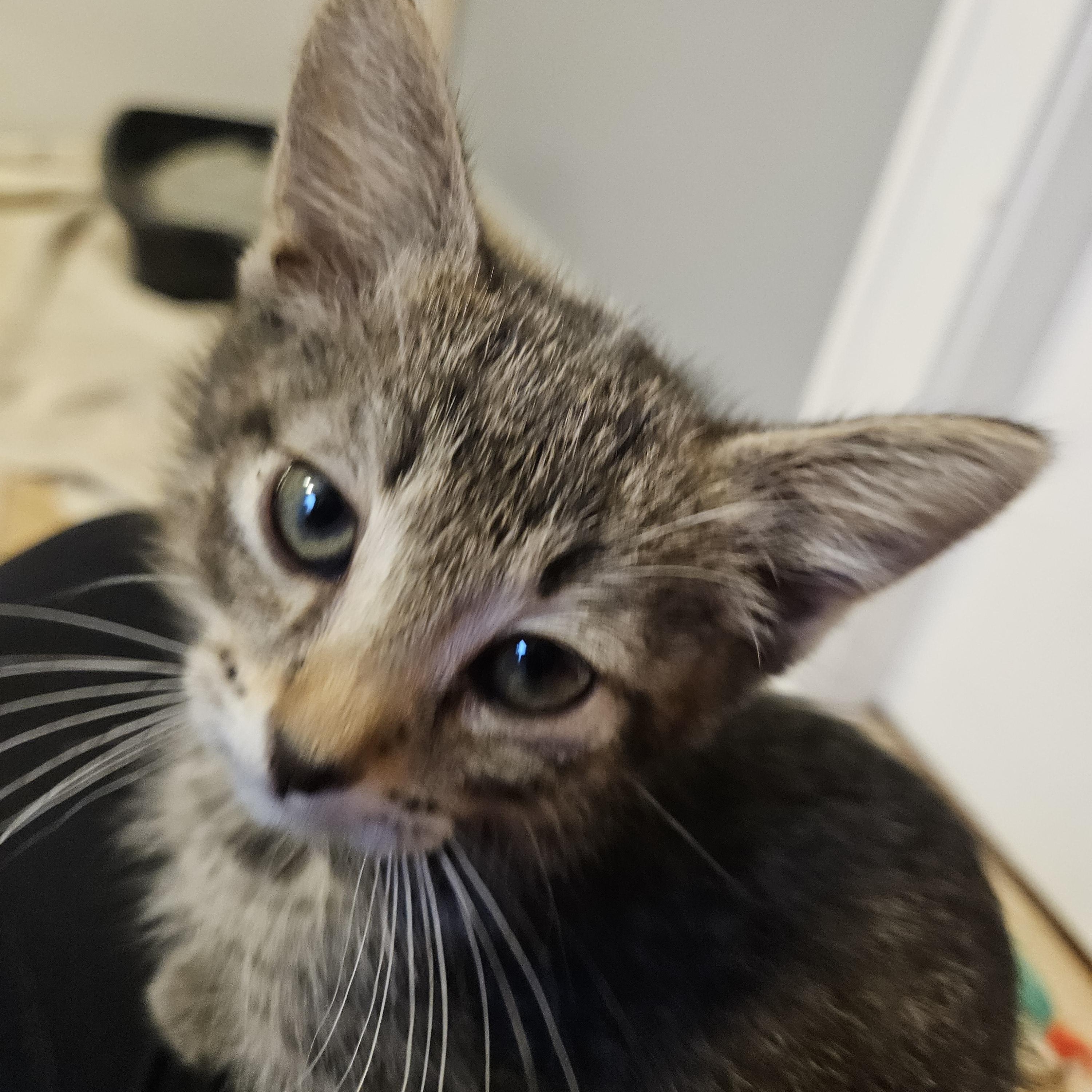 Jinu, a Adoptable mixed breed in Chicago, IL image 2/5