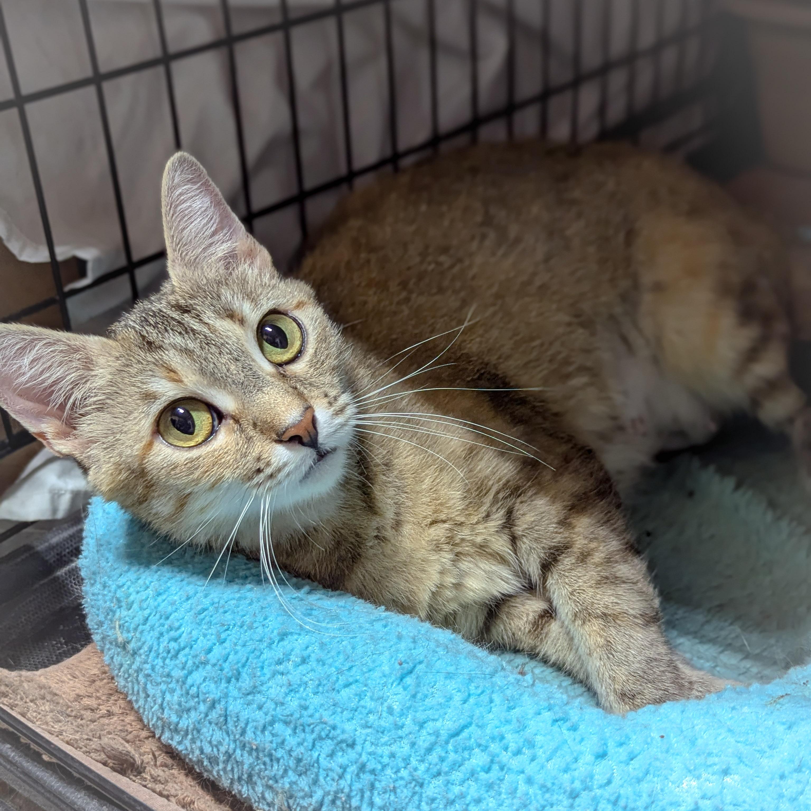 Enlarge ASIAGO, a Adoptable mixed breed in Valparaiso , IN image 3/4