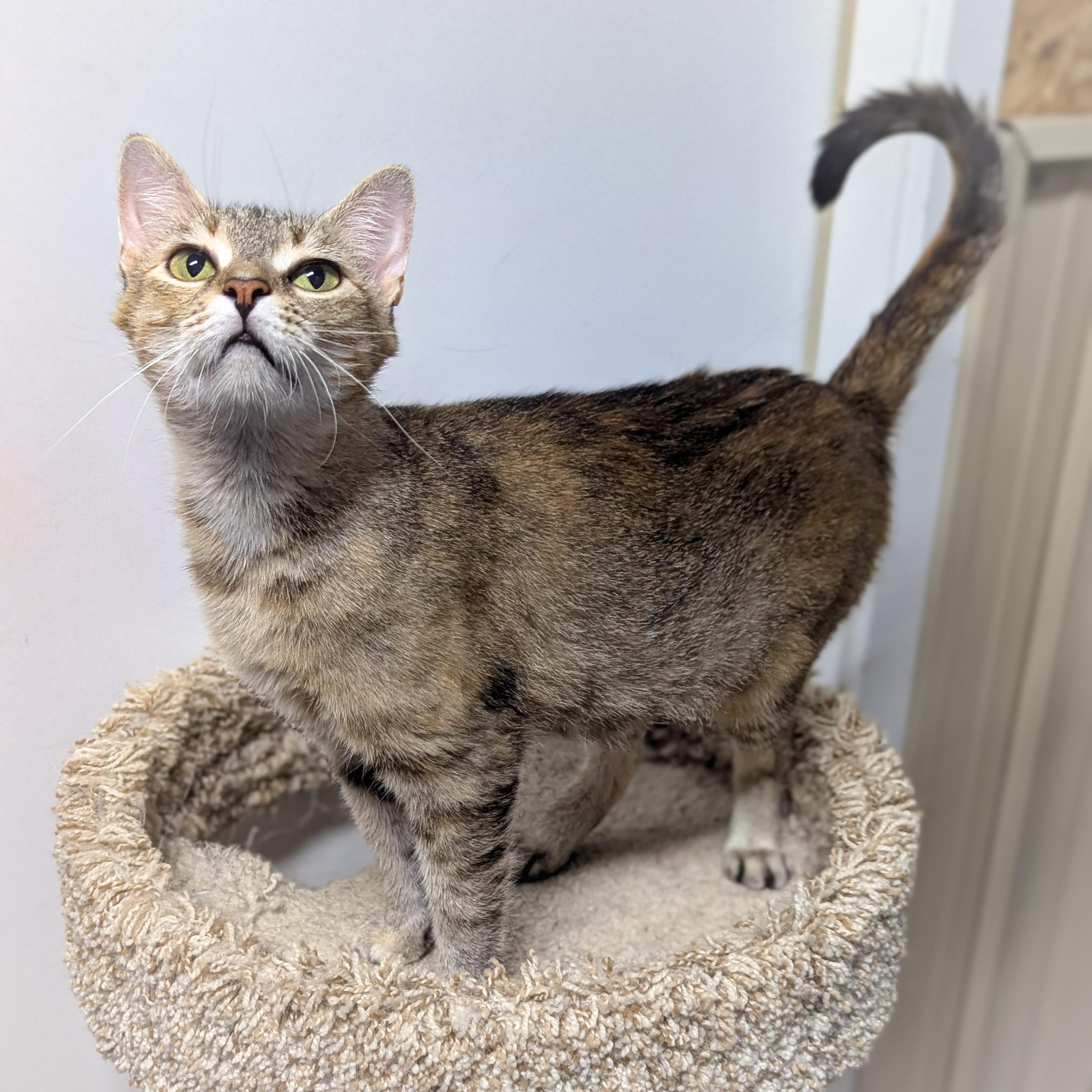 Enlarge ASIAGO, a Adoptable mixed breed in Valparaiso , IN image 4/4