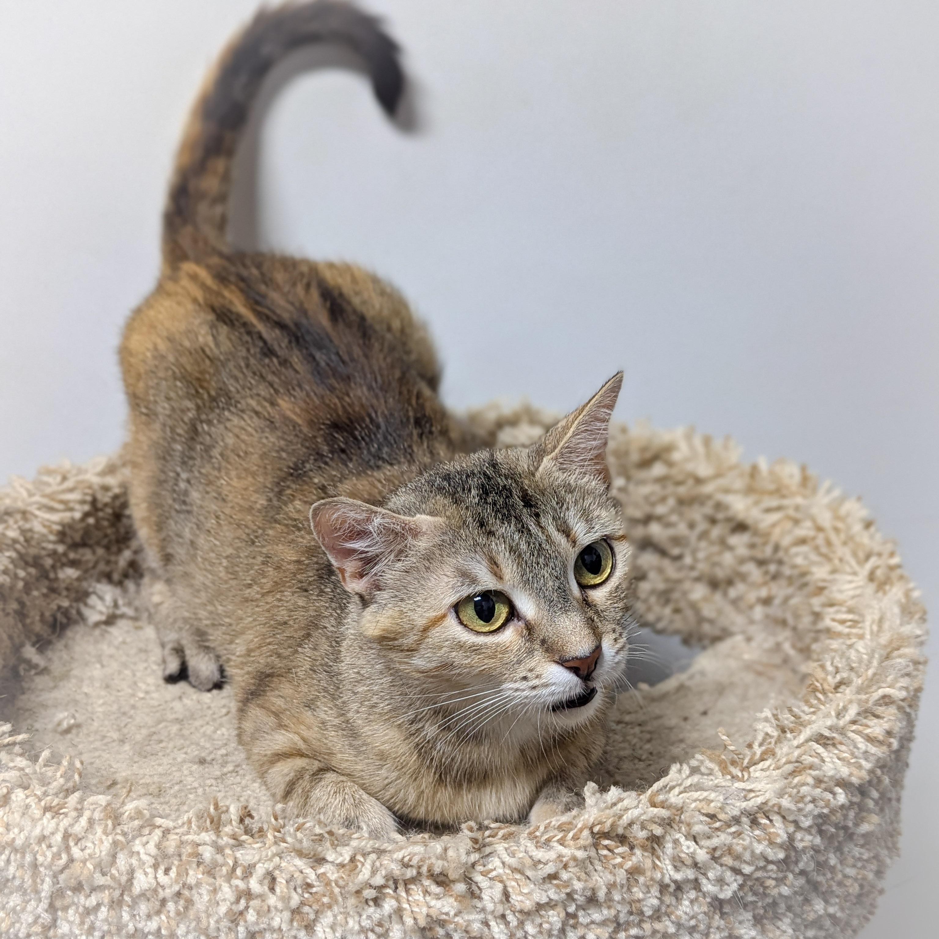 Enlarge ASIAGO, a Adoptable mixed breed in Valparaiso , IN image 2/4