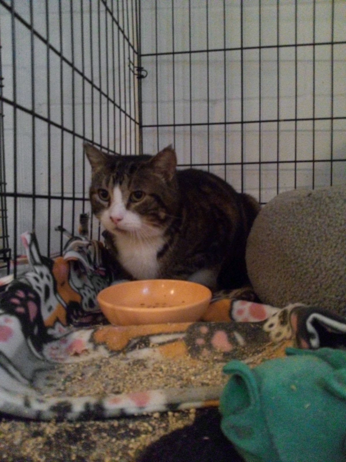 Enlarge Mr. Big, a Adopted Tabby in Mound, MN image 3/3