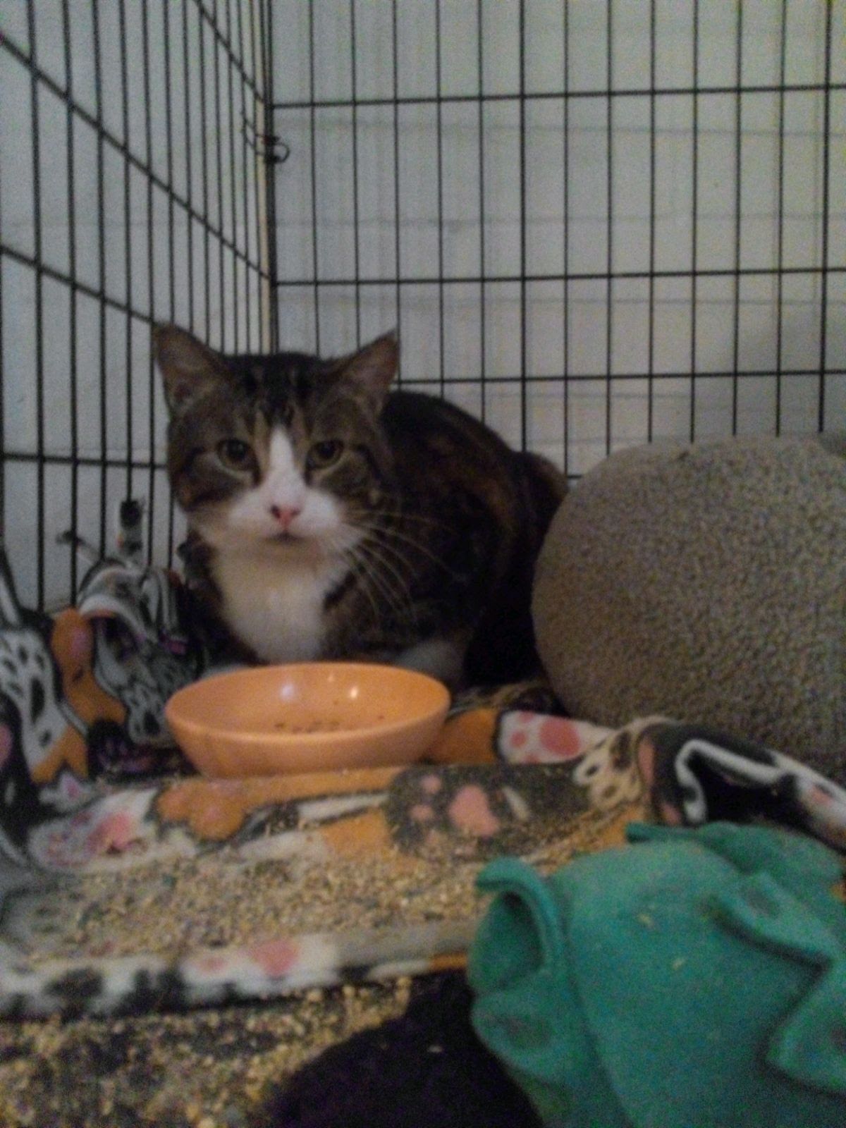 Mr. Big, Adopted, Adult Male Tabby.
