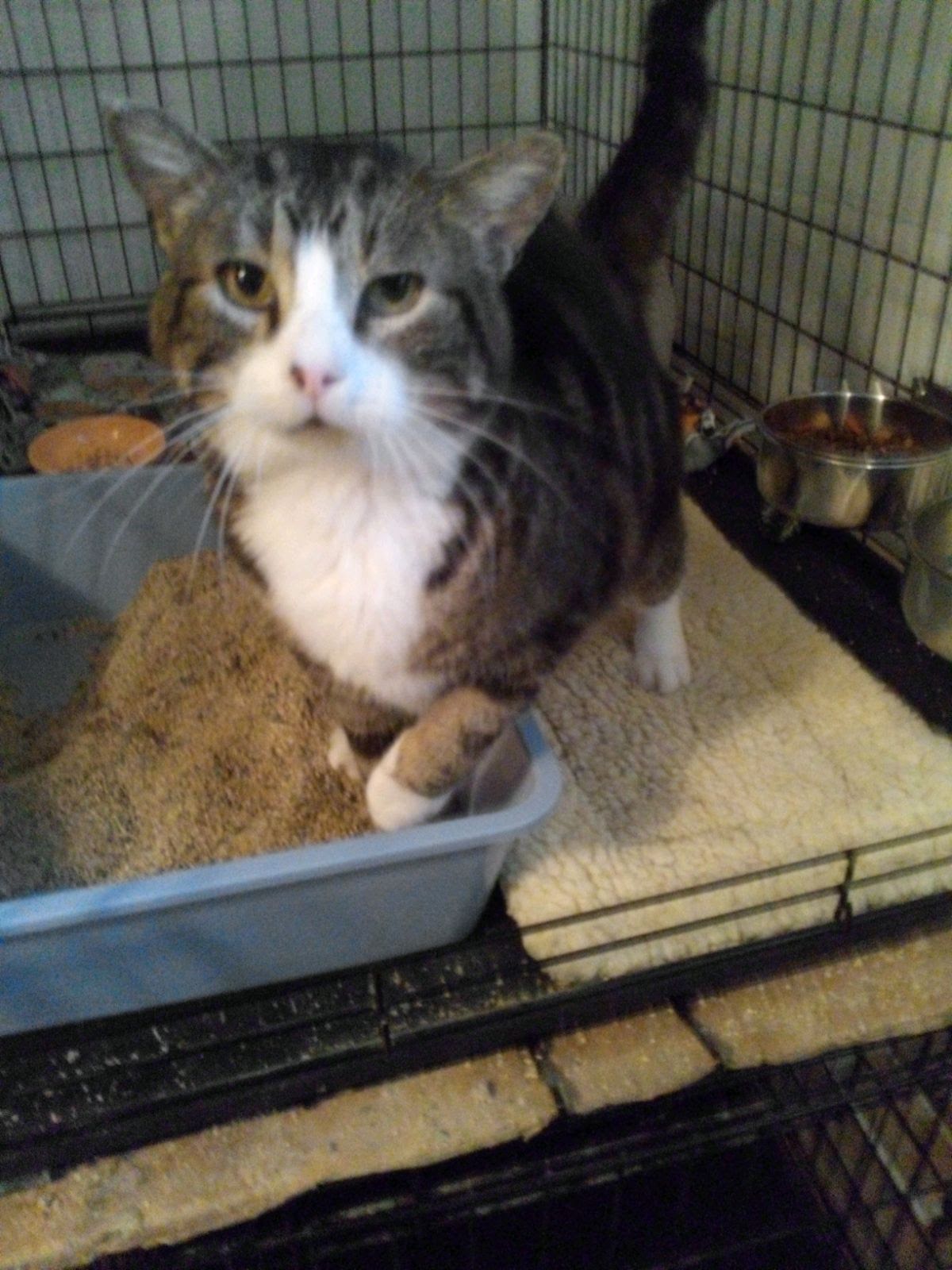 Enlarge Mr. Big, a Adopted Tabby in Mound, MN image 2/3