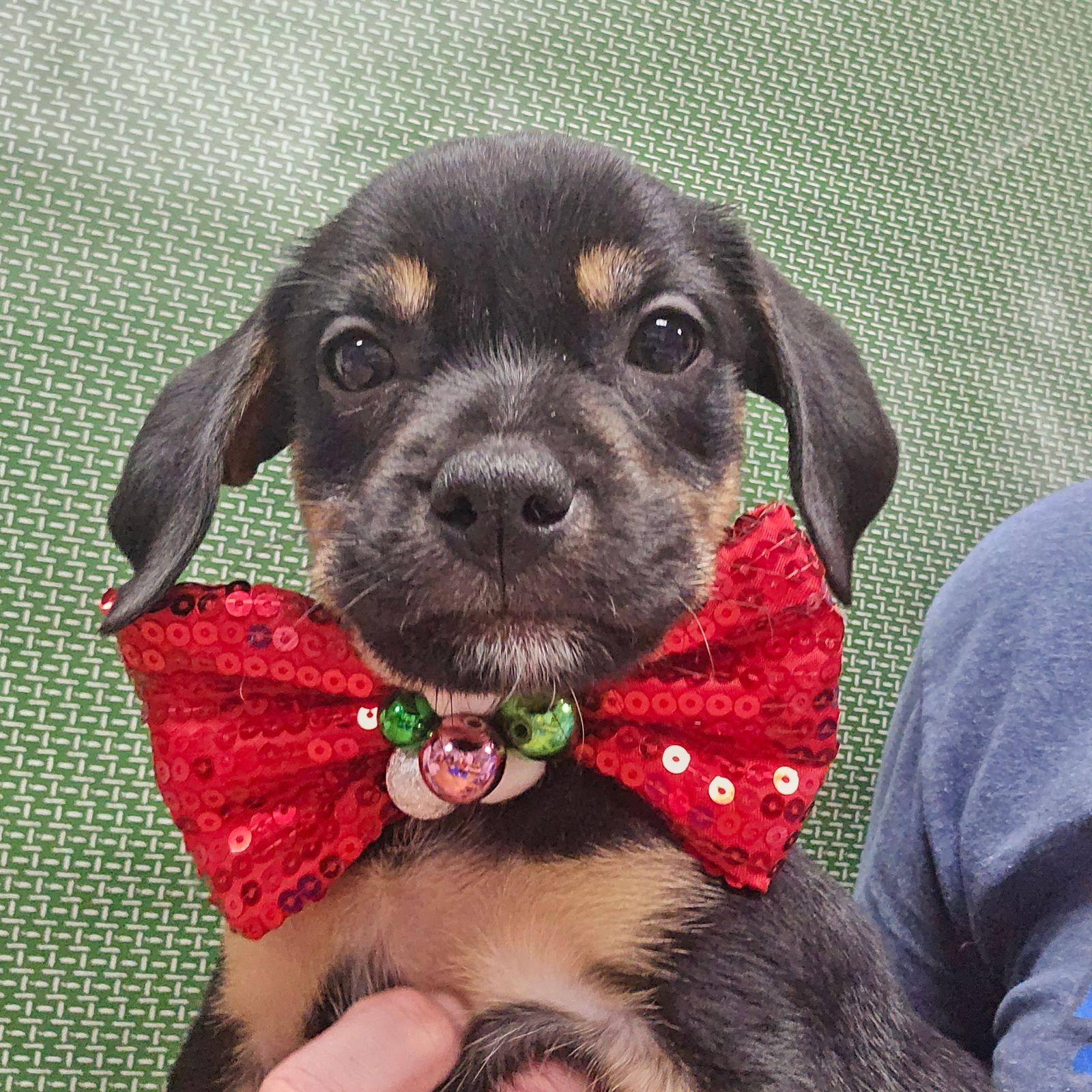 Enlarge Jinbe, a ADOPTABLE mixed breed in Eugene, OR image 2/2