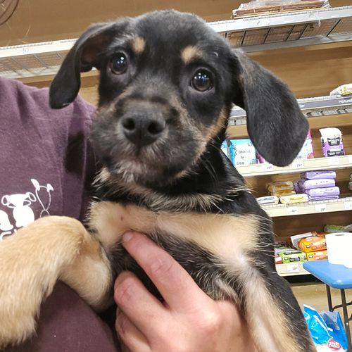 Enlarge Jinbe, a ADOPTABLE mixed breed in Eugene, OR image 1/2