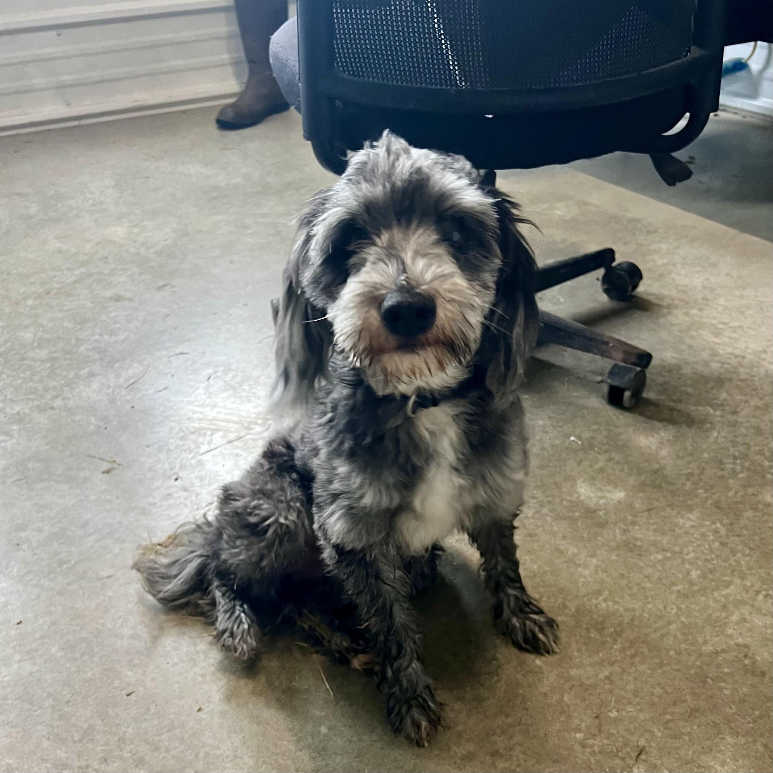 Enlarge Smoky, an adopted mixed breed in Albany, MO image 1/1