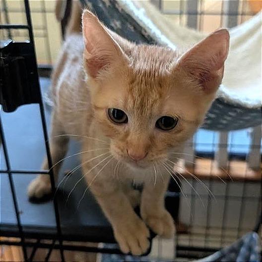 Enlarge Jelly Belly, a Adoptable Domestic Short Hair in Pikesville, MD image 1/6
