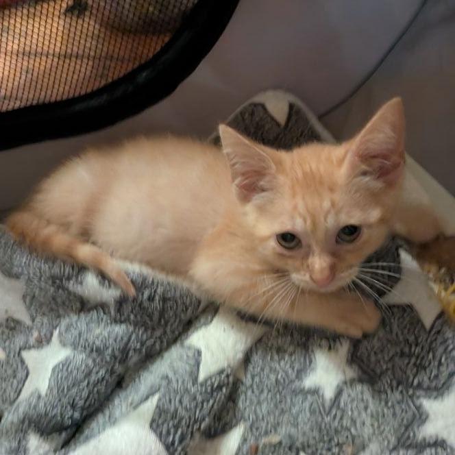 Enlarge Jelly Belly, a Adoptable Domestic Short Hair in Pikesville, MD image 3/6