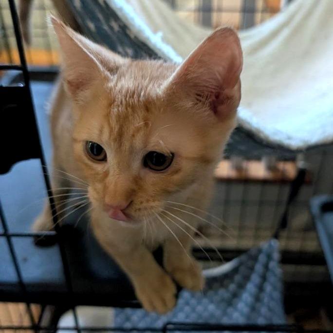 Enlarge Jelly Belly, a Adoptable Domestic Short Hair in Pikesville, MD image 4/6