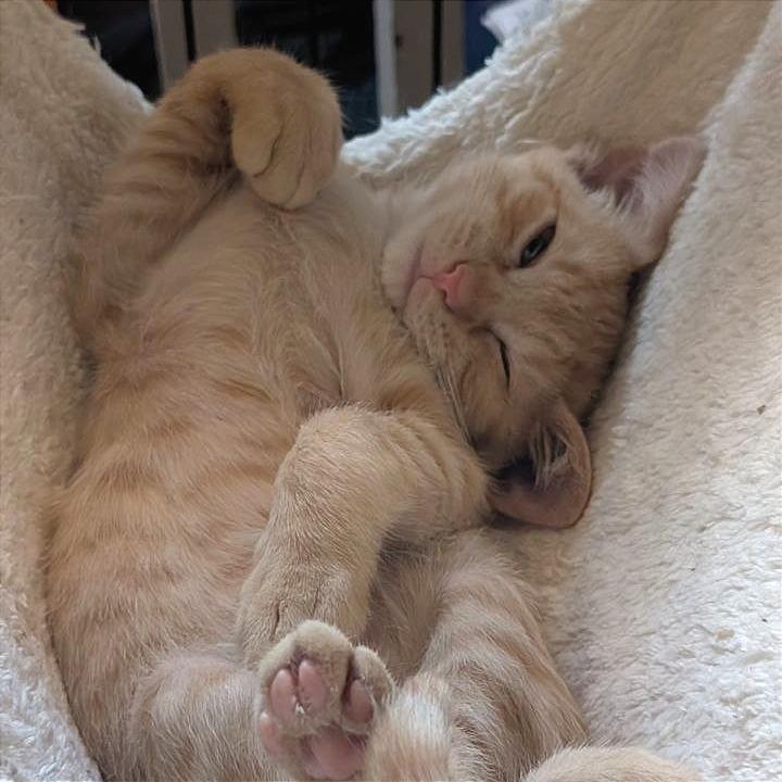 Enlarge Jelly Belly, a Adoptable Domestic Short Hair in Pikesville, MD image 5/6