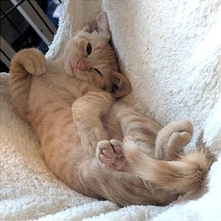 Enlarge Jelly Belly, a Adoptable Domestic Short Hair in Pikesville, MD image 6/6