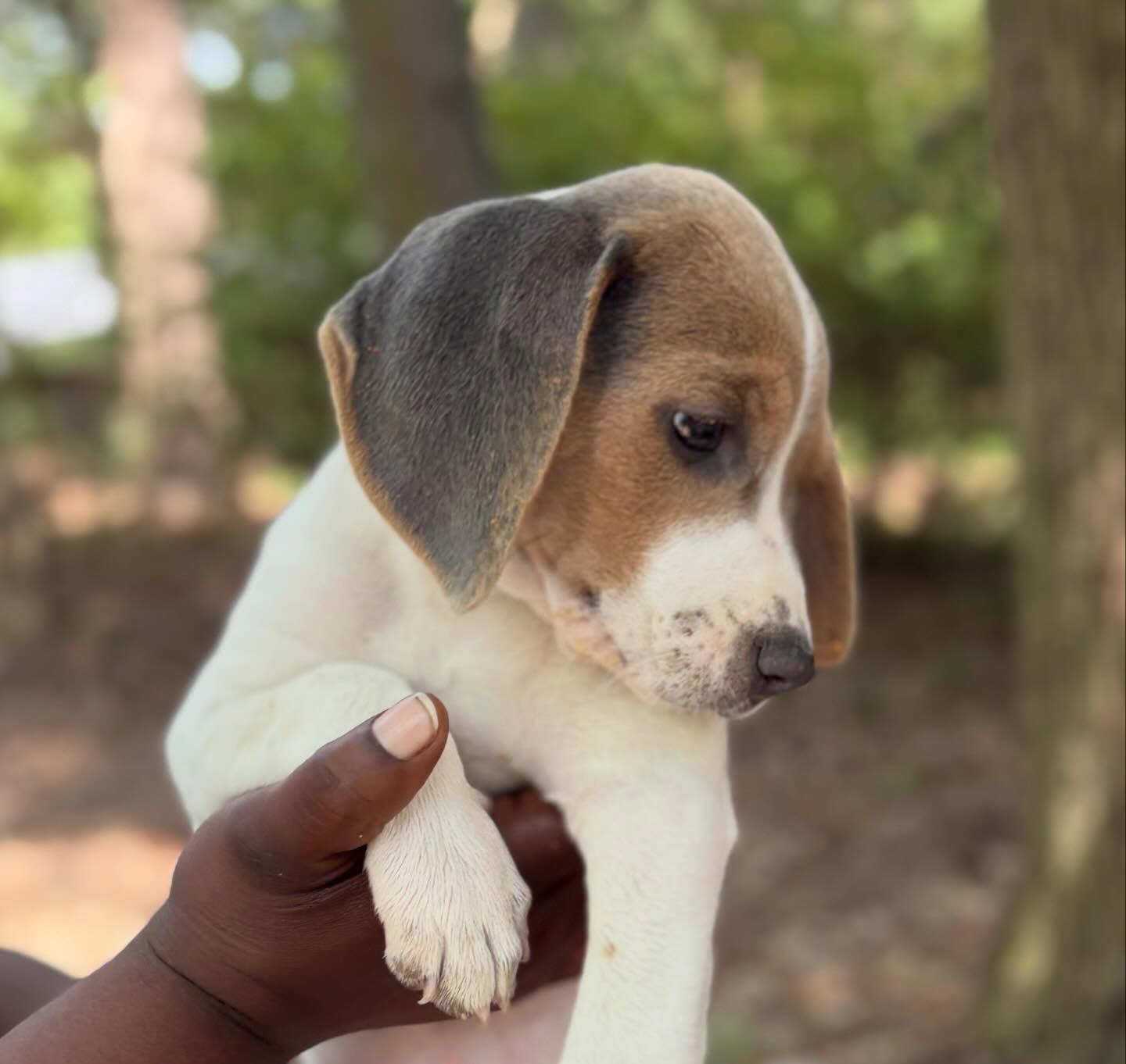 Ashlyn, a Adoptable mixed breed in Raleigh, NC image 2/4