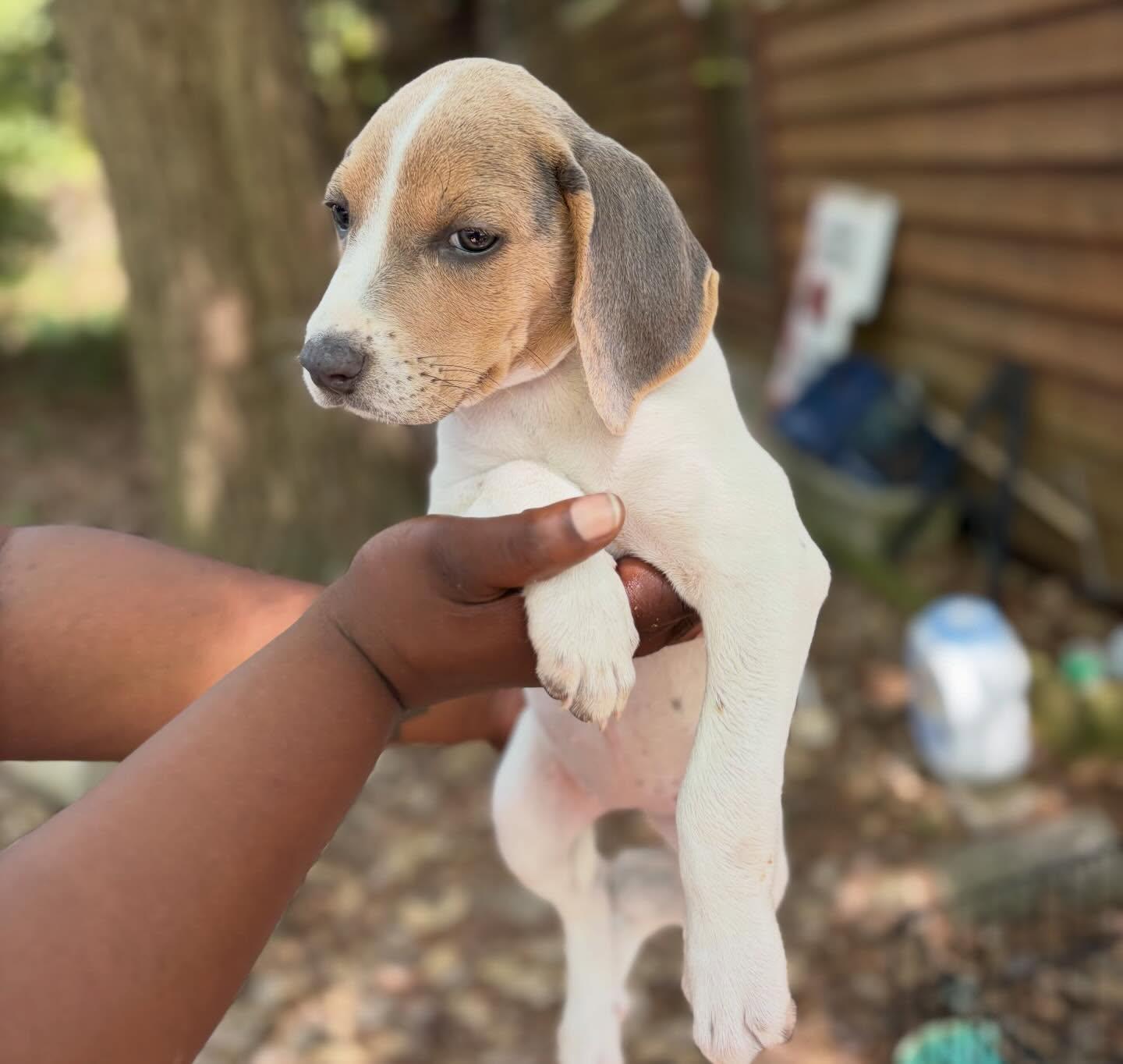 Ashlyn, a Adoptable mixed breed in Raleigh, NC image 3/4