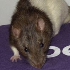 Splinter, a Adoptable Rat in Kingman, AZ image 1/2