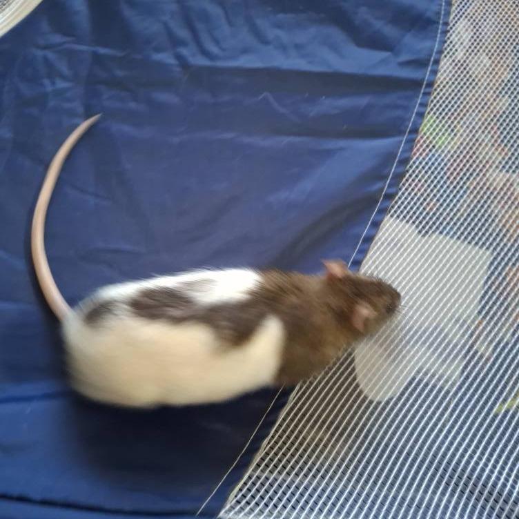 Splinter, a Adoptable Rat in Kingman, AZ image 2/2