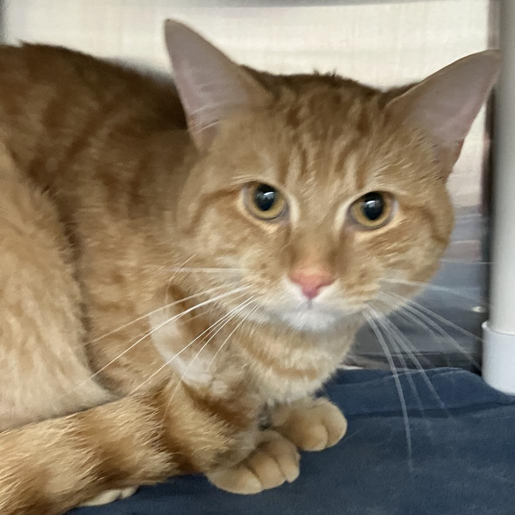 Enlarge Foxxy, a Adoptable Domestic Short Hair in Grand Rapids, MI image 1/2