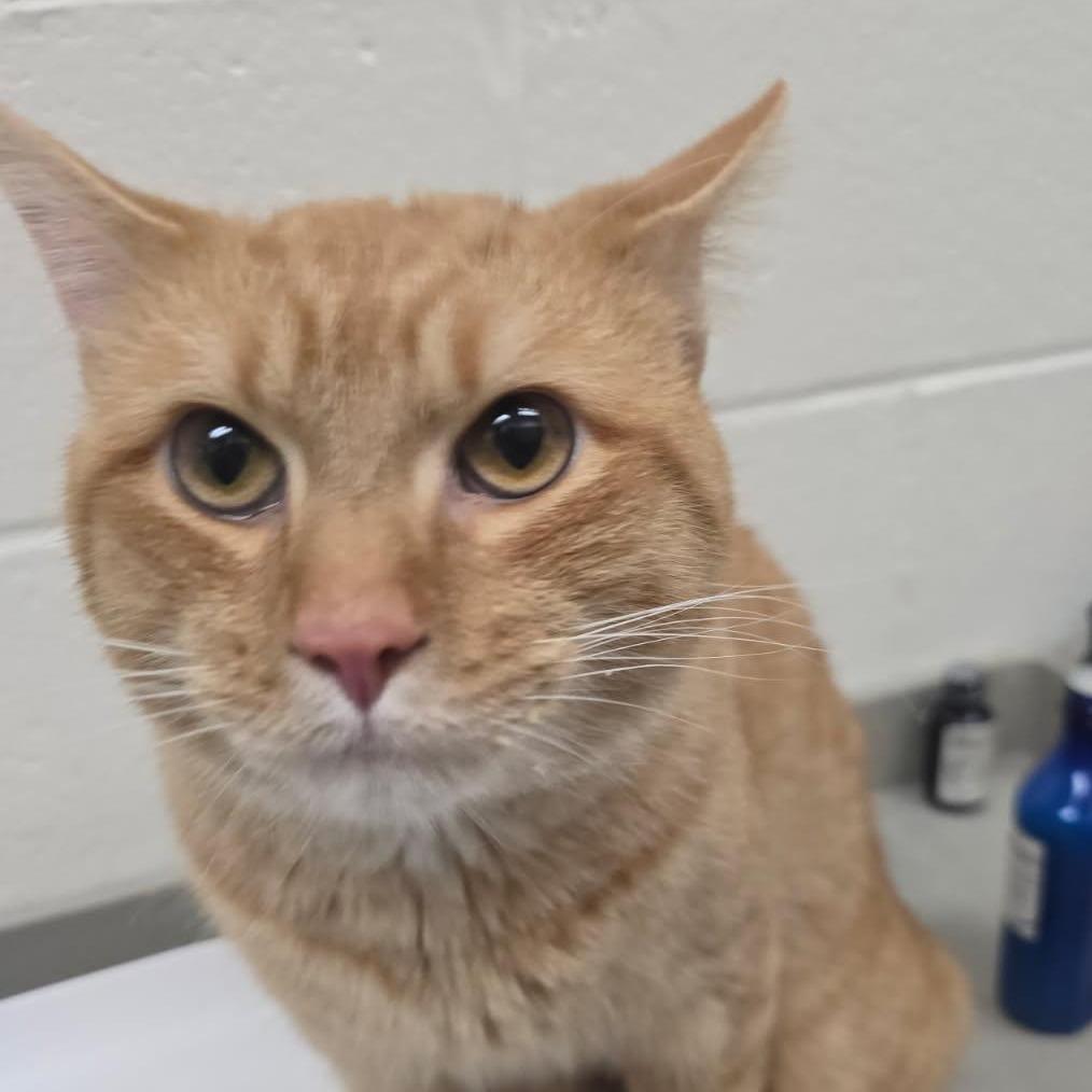 Enlarge Foxxy, a Adoptable Domestic Short Hair in Grand Rapids, MI image 2/2