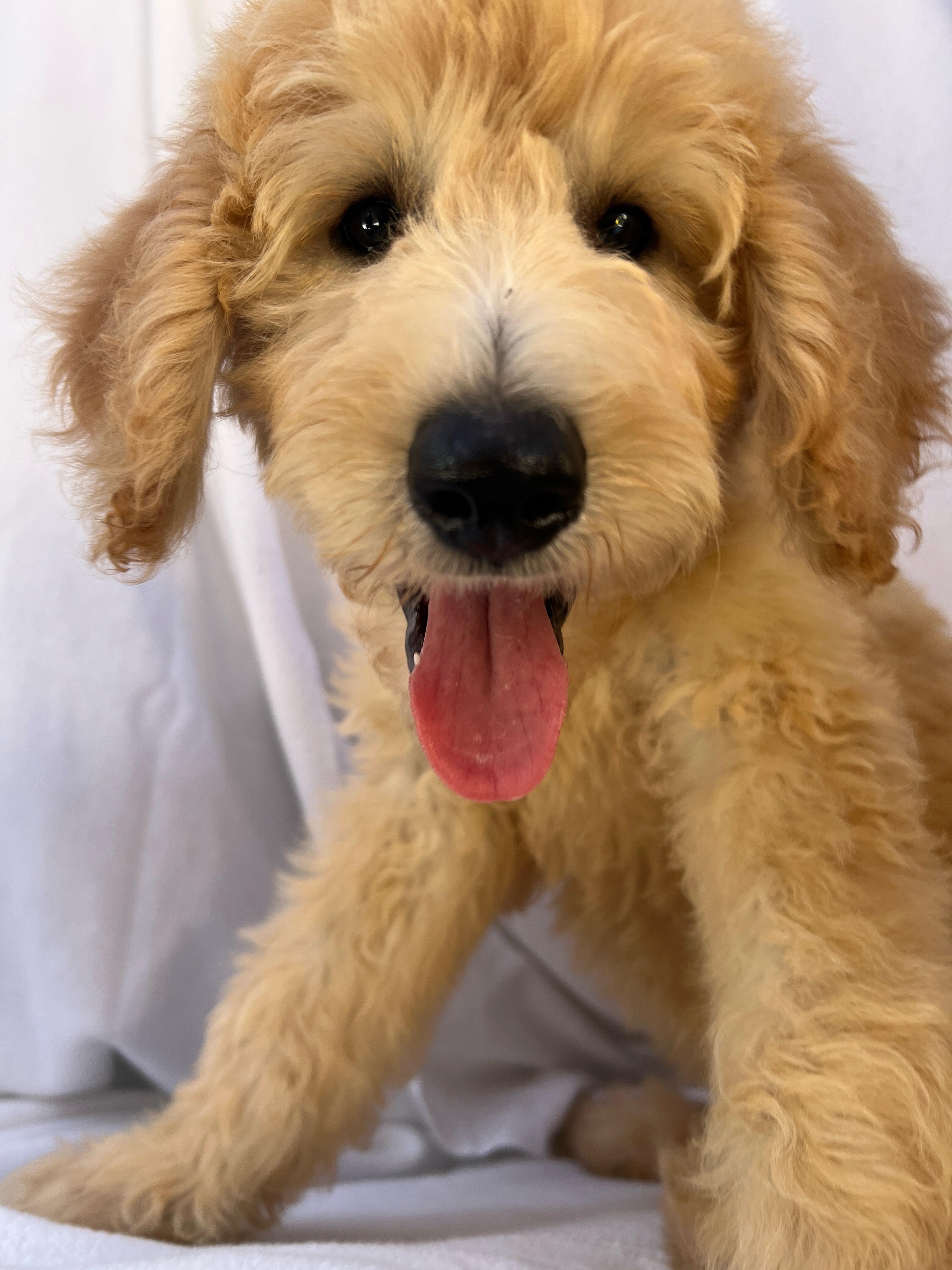 Zephyr, an adoptable Goldendoodle in Hawthorne, CA, 90250 | Photo Image 1