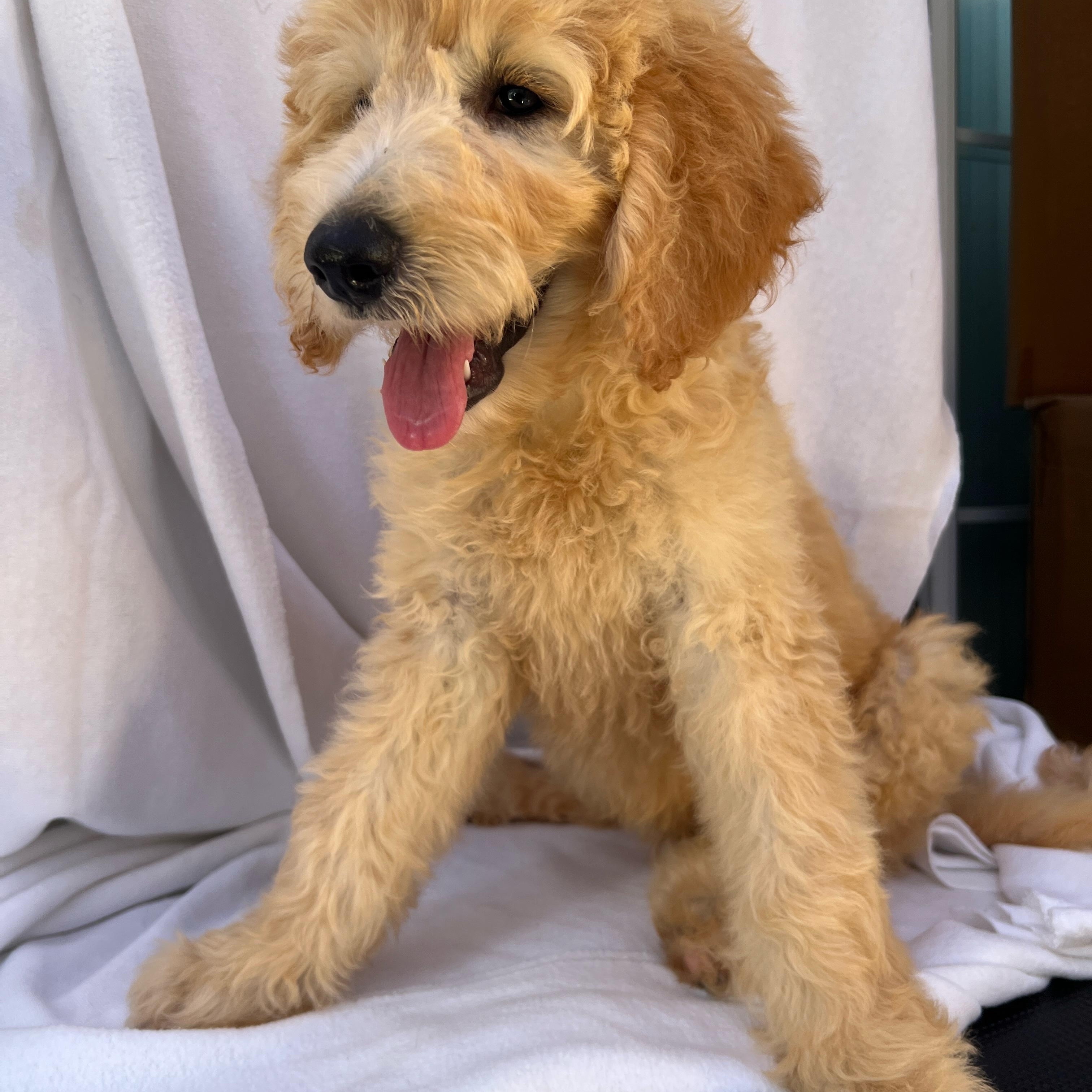 Zephyr, an adoptable Goldendoodle in Hawthorne, CA, 90250 | Photo Image 2