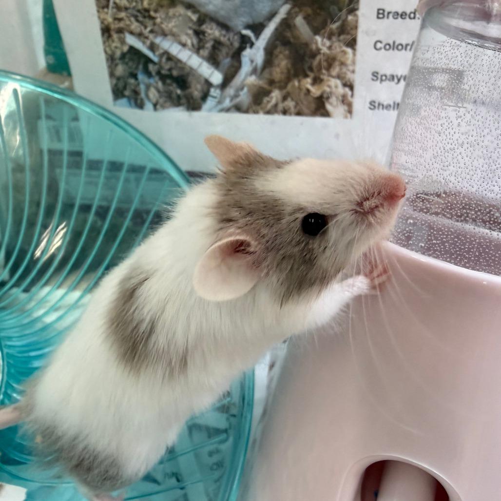 Enlarge Adzuki, a Adoptable Mouse in Bedford, NH image 1/3