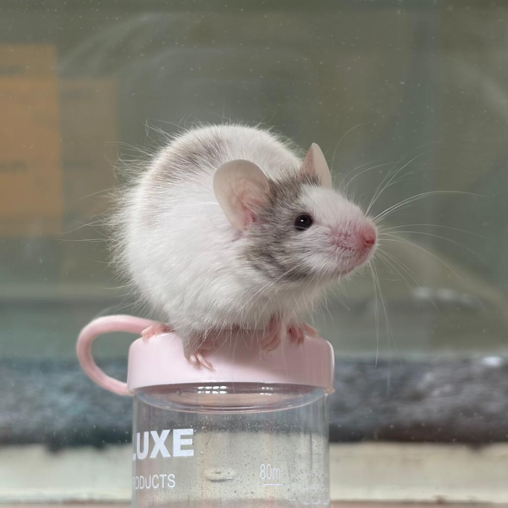 Enlarge Adzuki, a Adoptable Mouse in Bedford, NH image 2/3