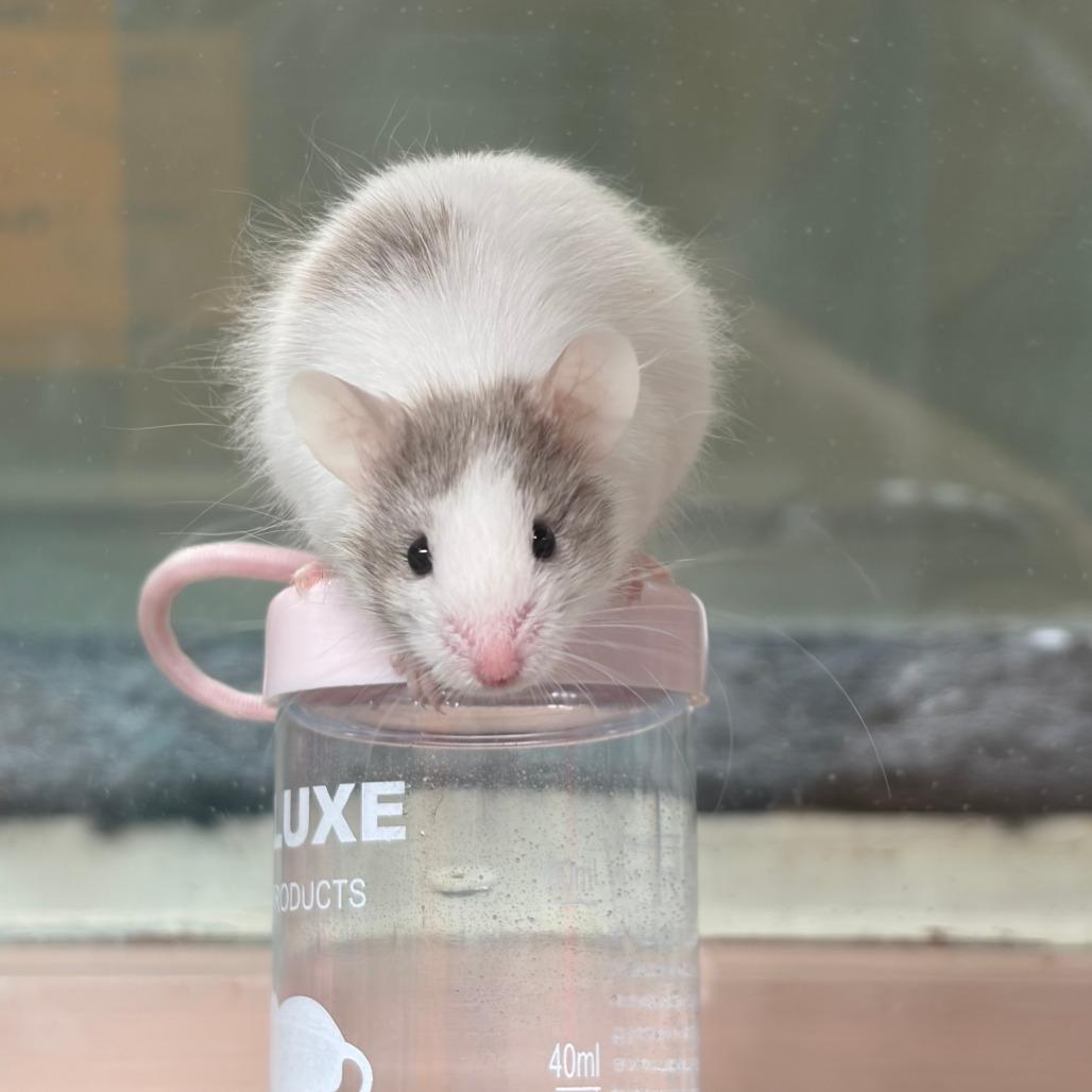 Enlarge Adzuki, a Adoptable Mouse in Bedford, NH image 3/3
