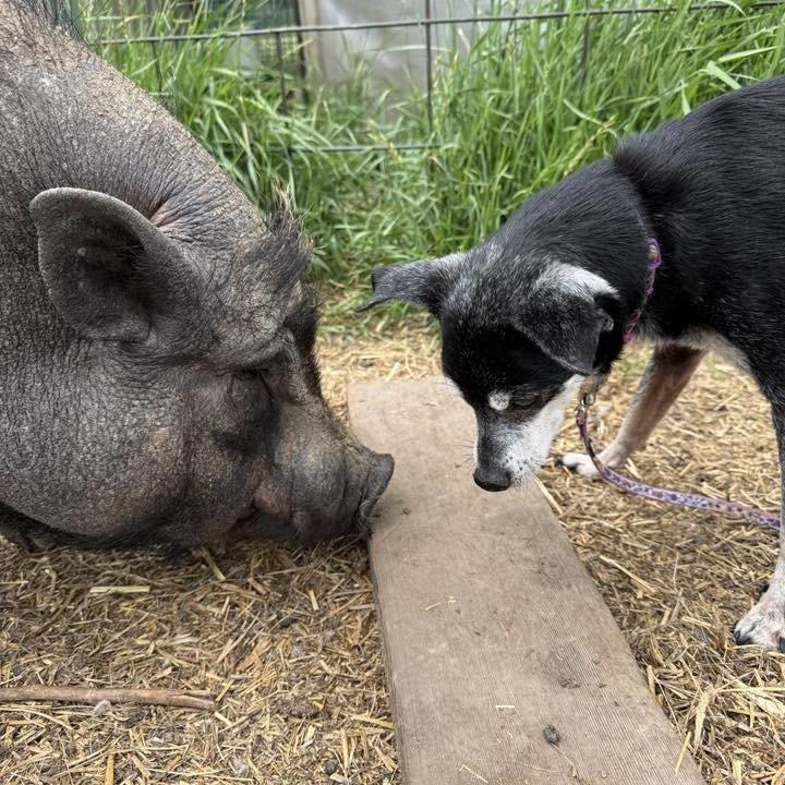 Scooter (Hospice Program), Adoptable, Senior Female Miniature Pinscher.