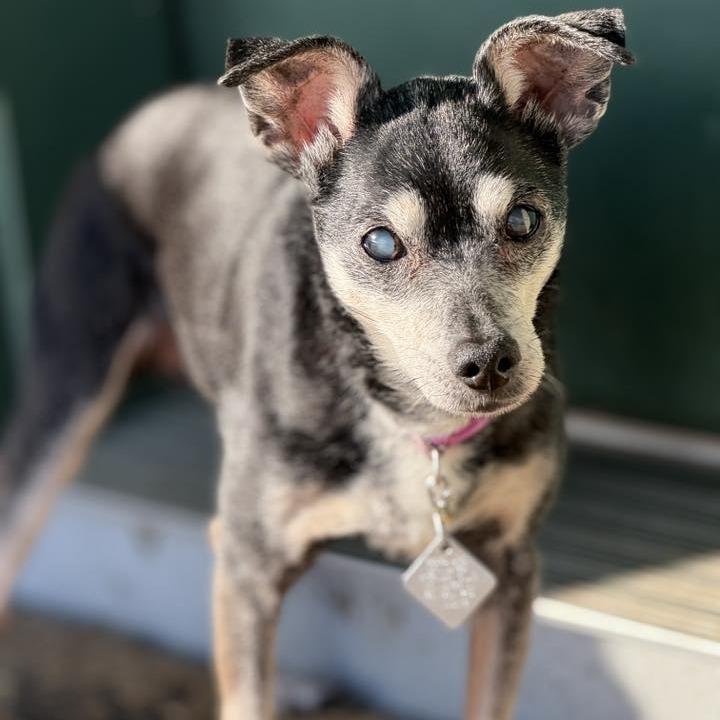Enlarge Scooter (Hospice Program), a Adoptable Miniature Pinscher in Saint Cloud, MN image 2/3