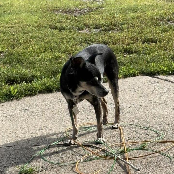 Enlarge Scooter (Hospice Program), a Adoptable Miniature Pinscher in Saint Cloud, MN image 3/3