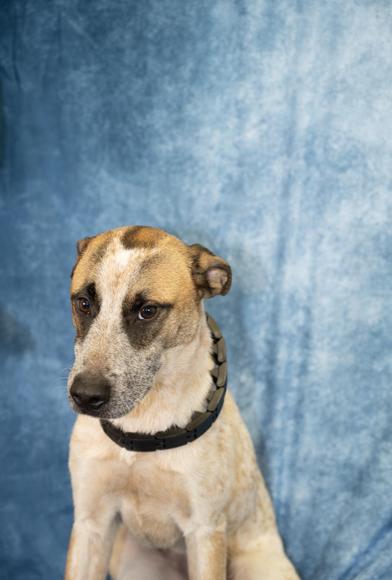 Bojangles — thumbnail 5